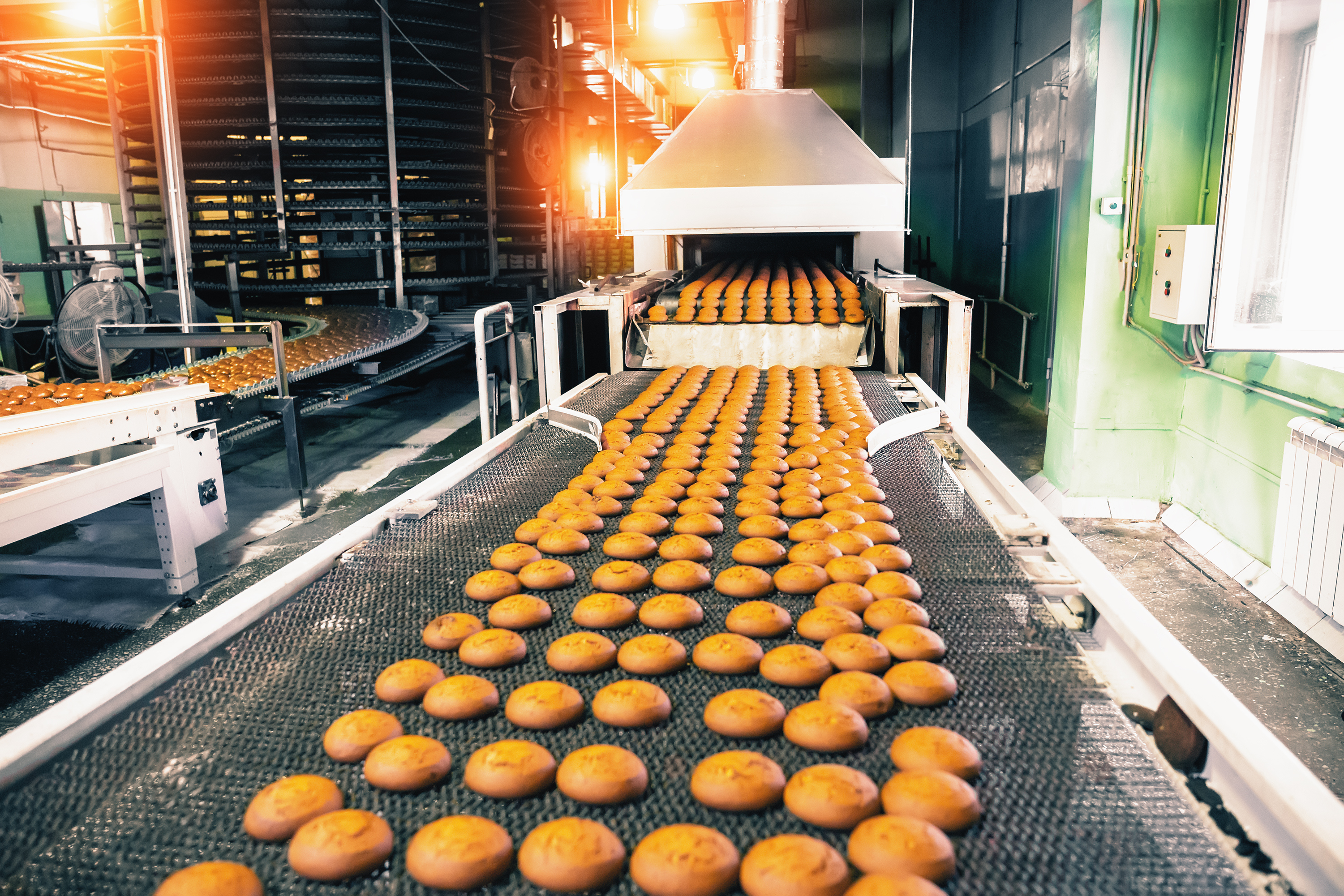 A conveyor belt of cookies coming out of and industrial bakery oven