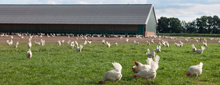 Free-range white hens grazing in the grass outside a purpose-built chicken shed