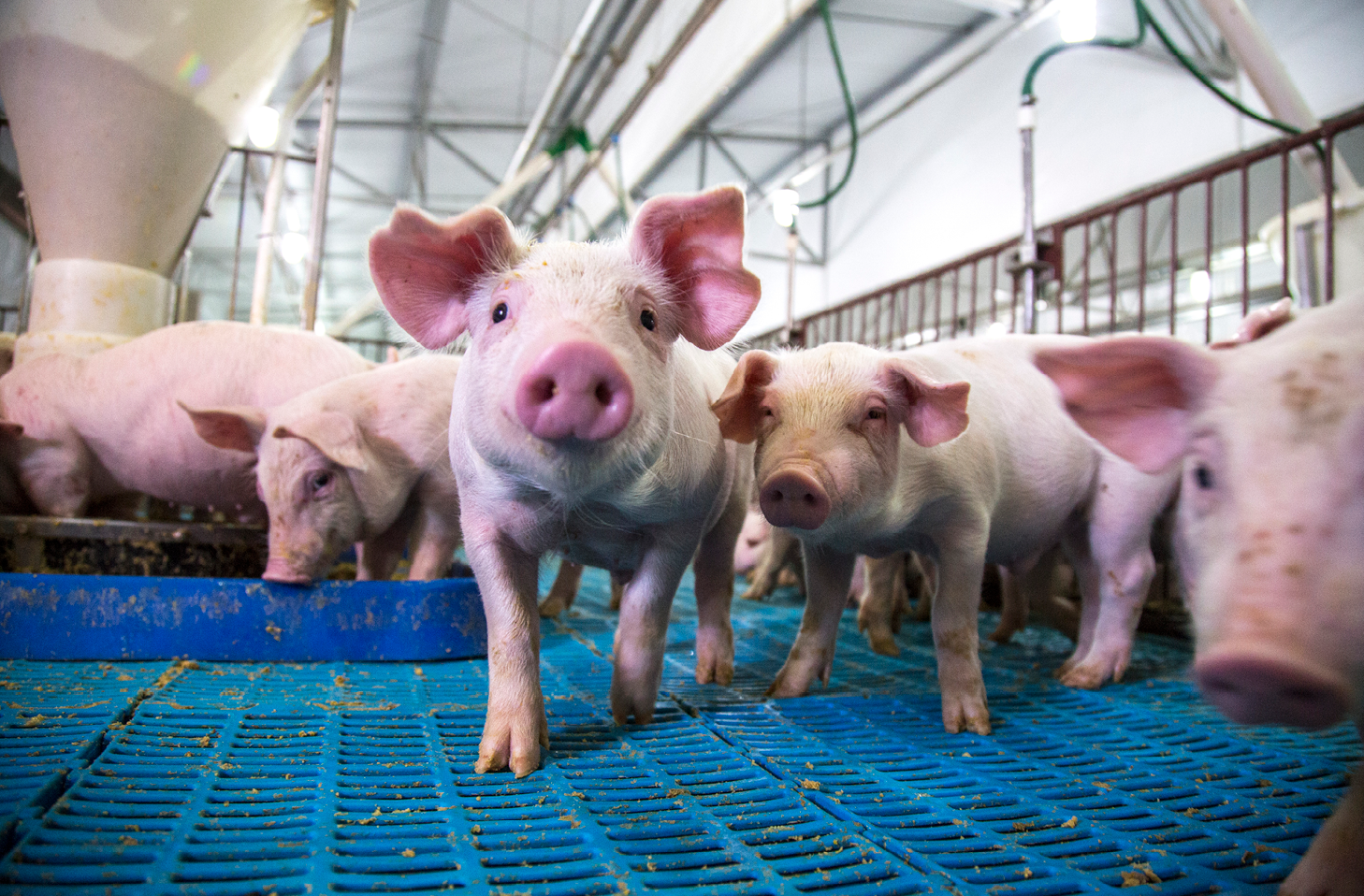 A photo of piglets in a brightly lit purpose-built building ventilated to keep them comfortable

