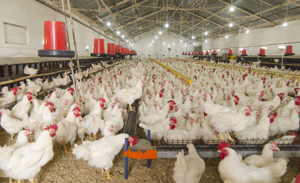 Farming & Food Processing