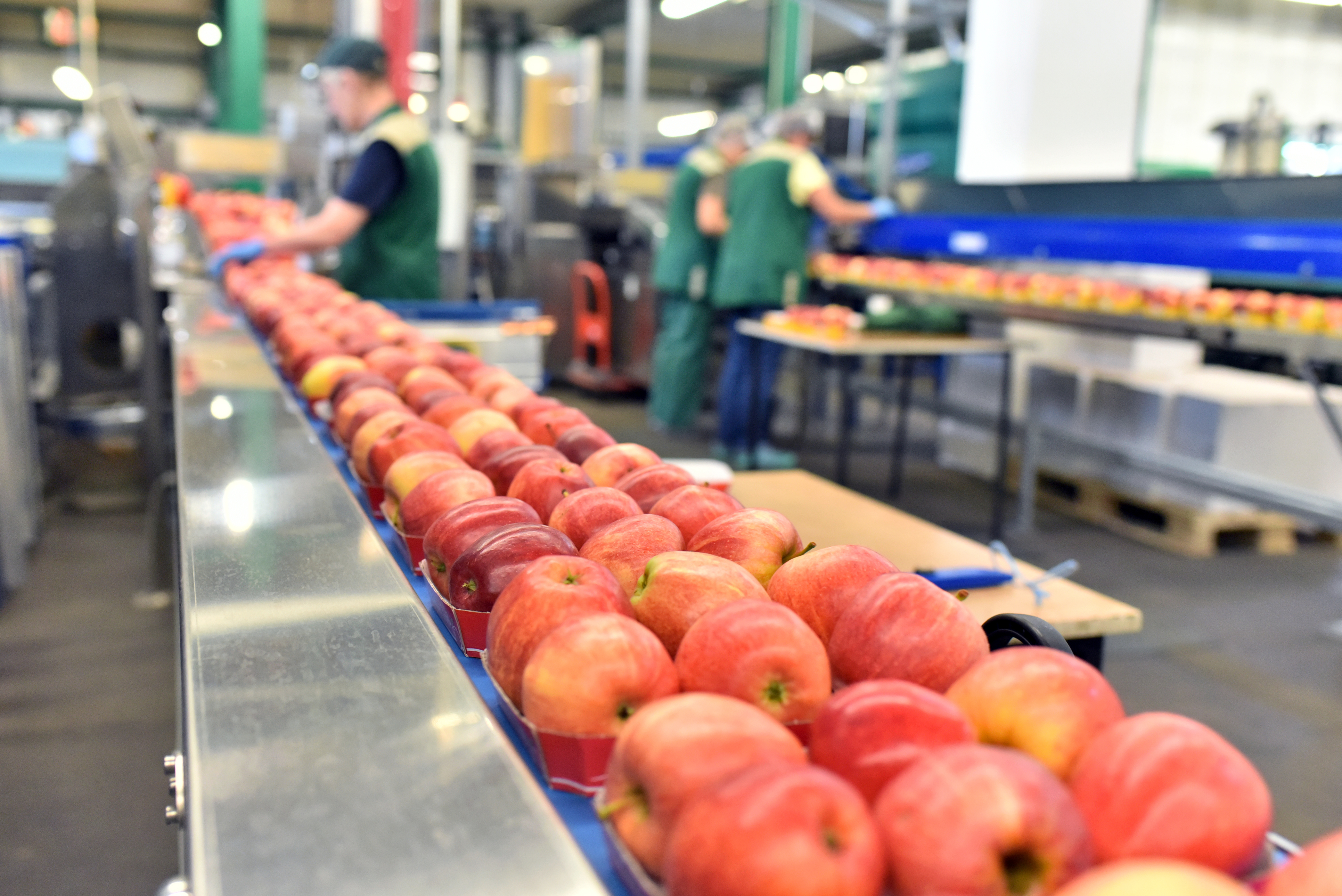 Photo shows red apples being packed ready to go to a store within a large factory setting.