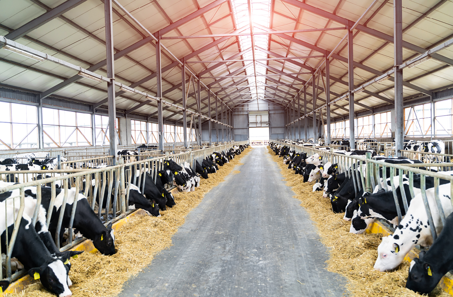 A photo of cows grazing in a metal cattle shed with windows to provide ventilation