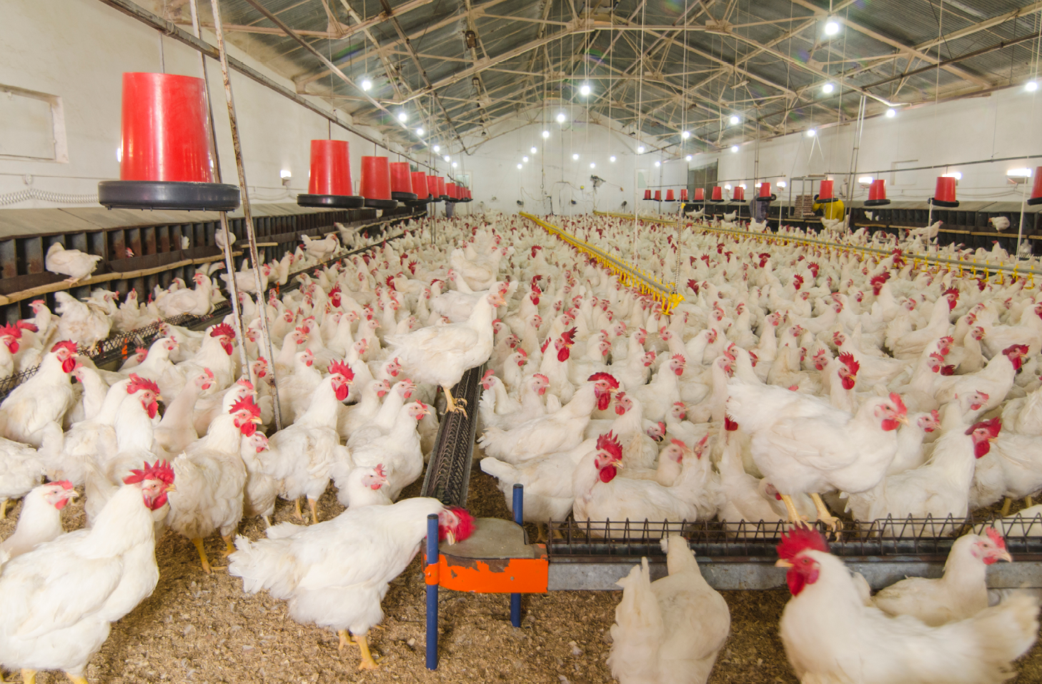 A large chicken shed designed for egg production with hens milling around in a clean bright environment